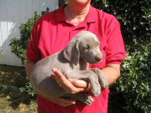 newpup1img0003.jpg